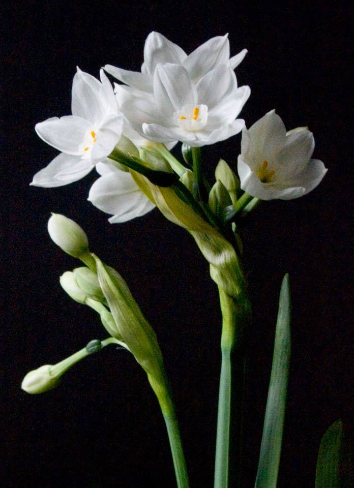 Garden in a Bag - Christmas Paperwhites