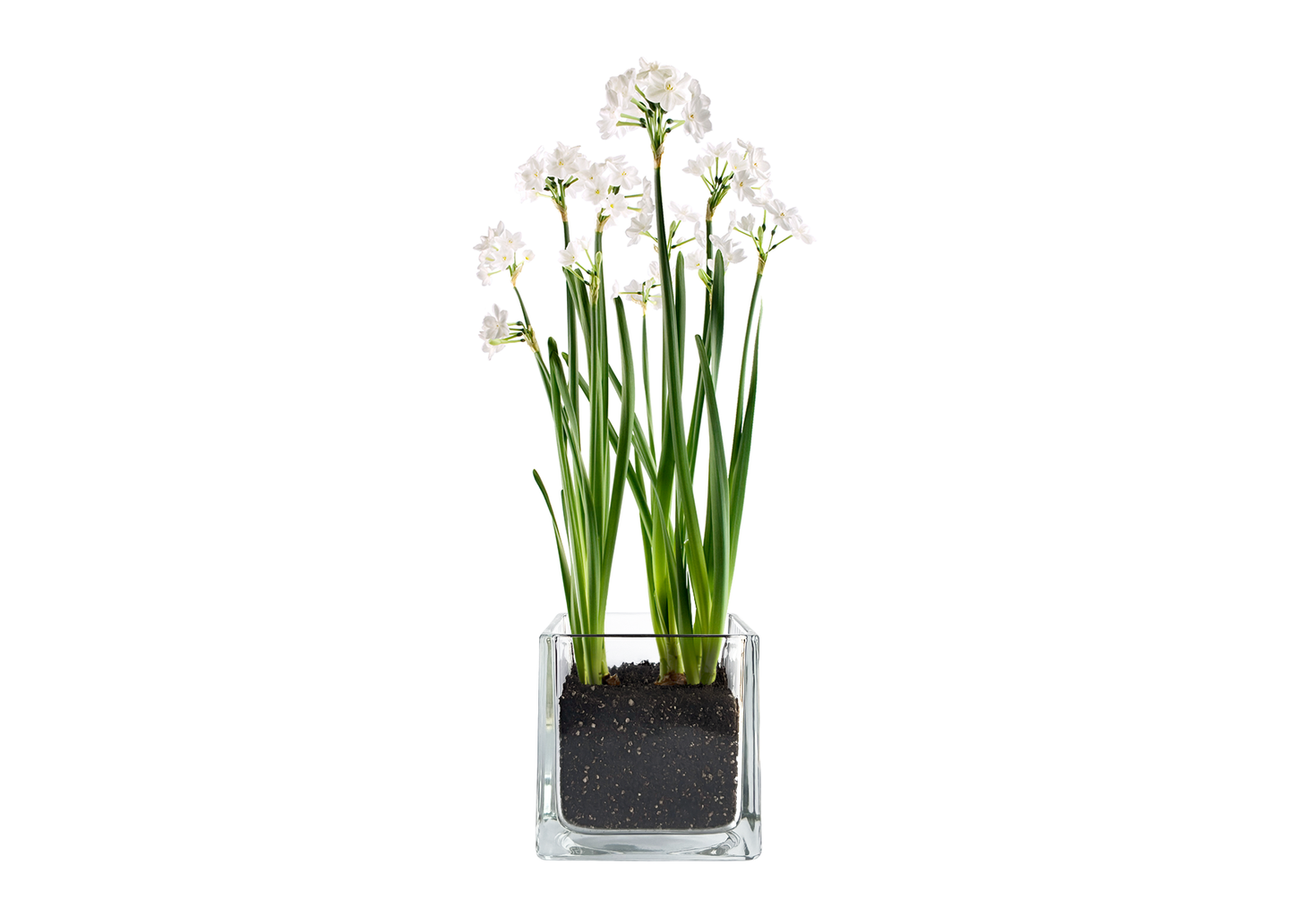 Paperwhites Glass Winter Garden