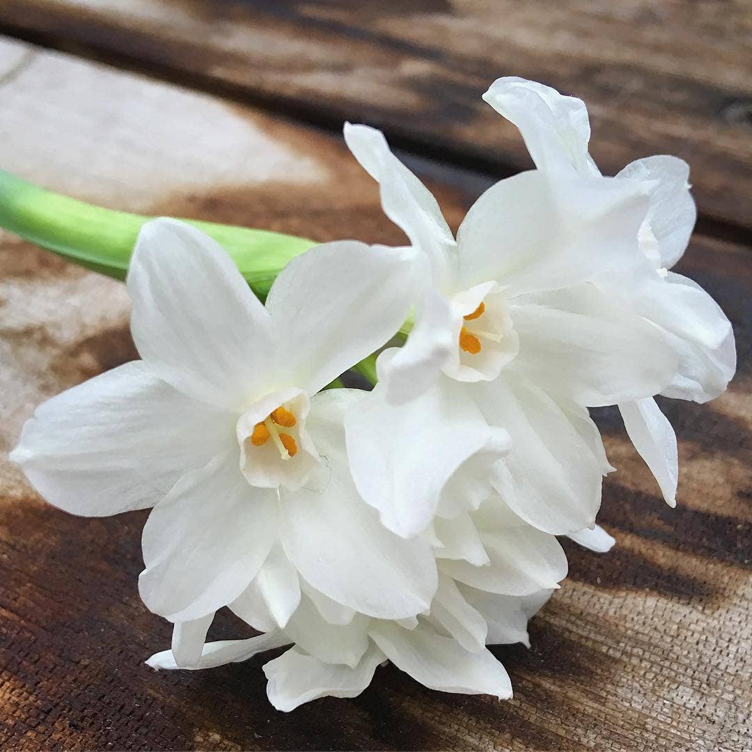 Paperwhites Glass Winter Garden